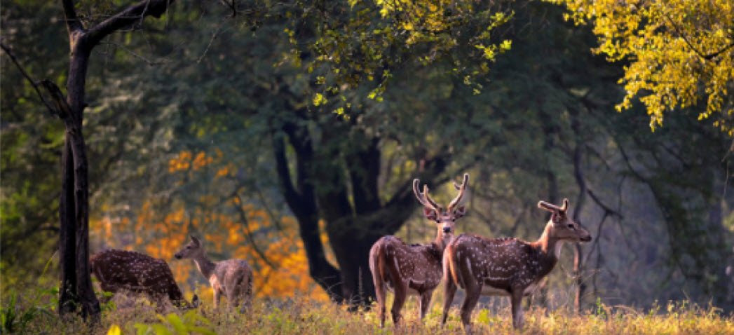 Zeilad Wildlife Sanctuary, Tamenglong, Manipur - Vushii.com Zeilad Wildlife Sanctuary, Tamenglong, Manipur - Vushii.com